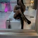 Lady Anabell Karat - nur fuer +Club Mitglieder