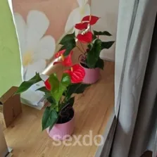 Chinesischer Massagesalon - nur fuer +Club Mitglieder