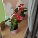Chinesischer Massagesalon - nur fuer +Club Mitglieder