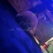 Melissa - nur fuer +Club Mitglieder