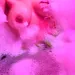 Aria - nur fuer +Club Mitglieder
